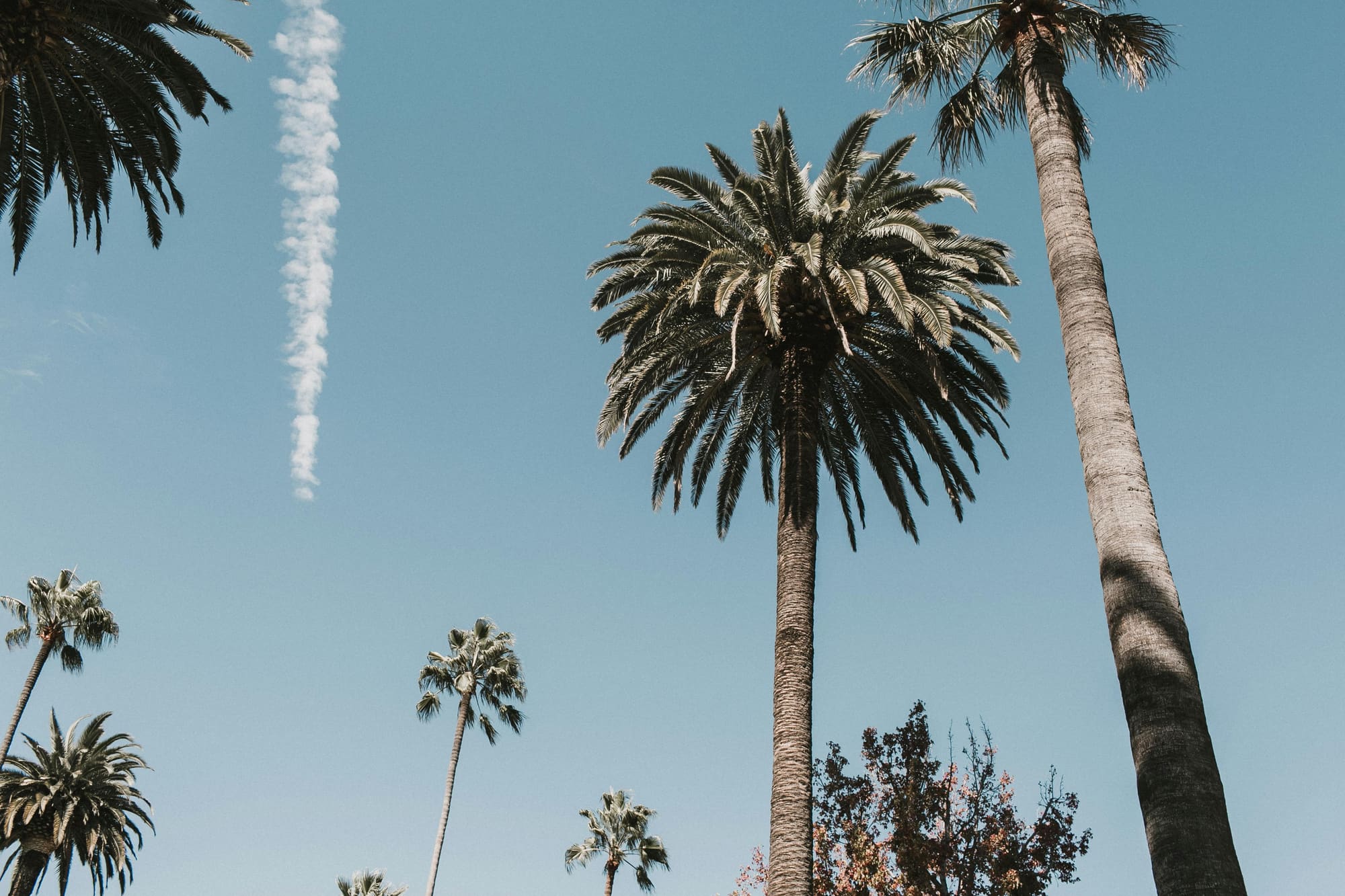 Palm trees against a clear Los Angeles sky